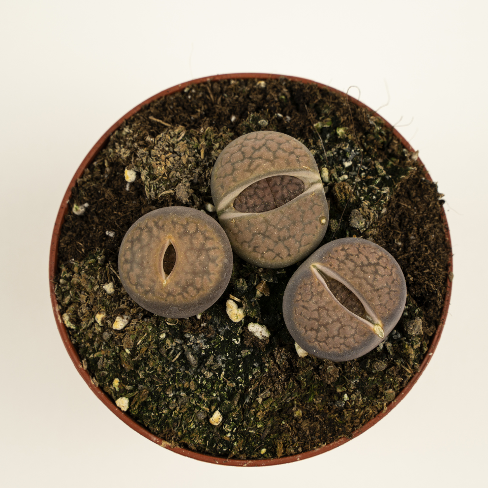 Lithops Karasmontana v.Lericheana seeds - 10