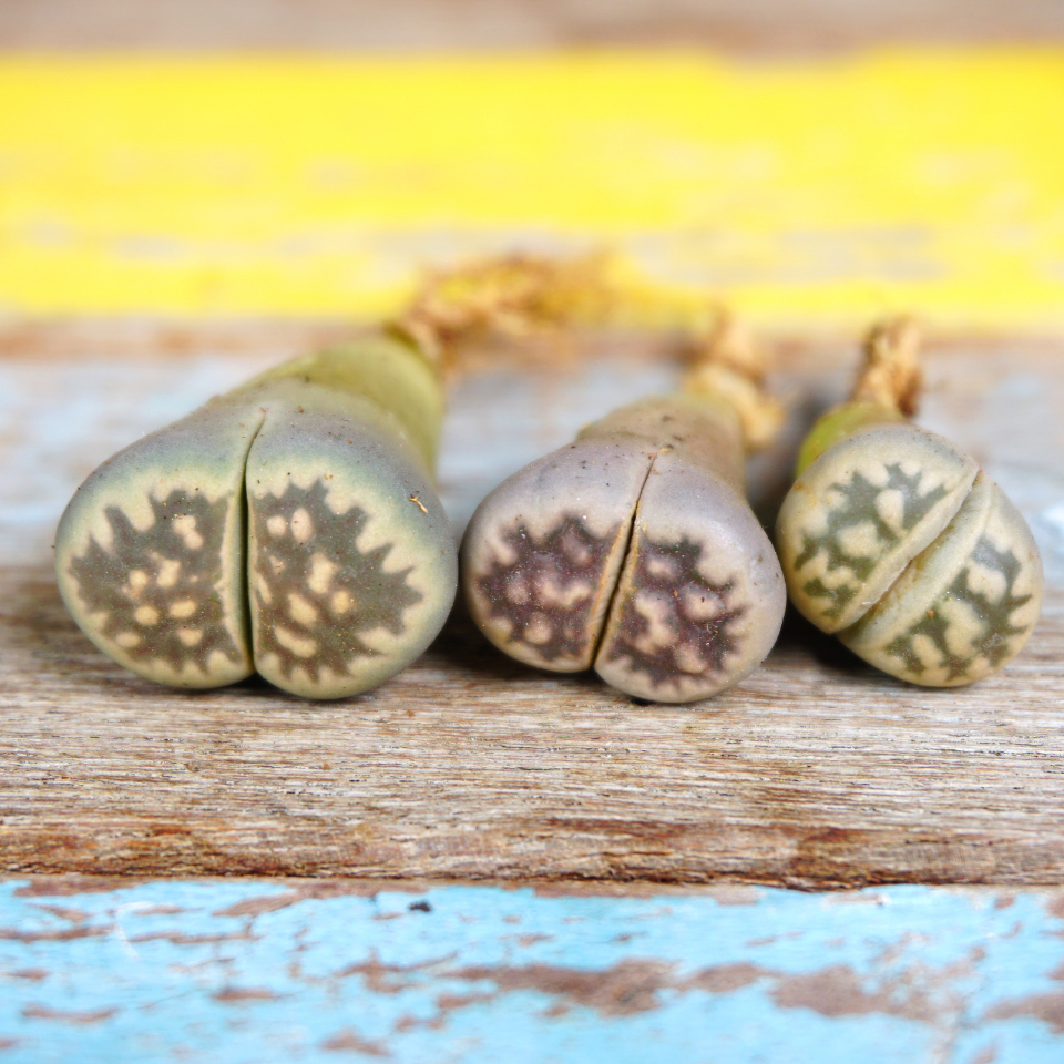Lithops Karasmontana v.Lericheana seeds - 10