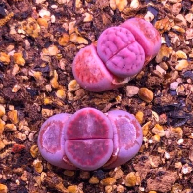 Lithops Karasmontana ssp.Eberlanzii seeds - 10