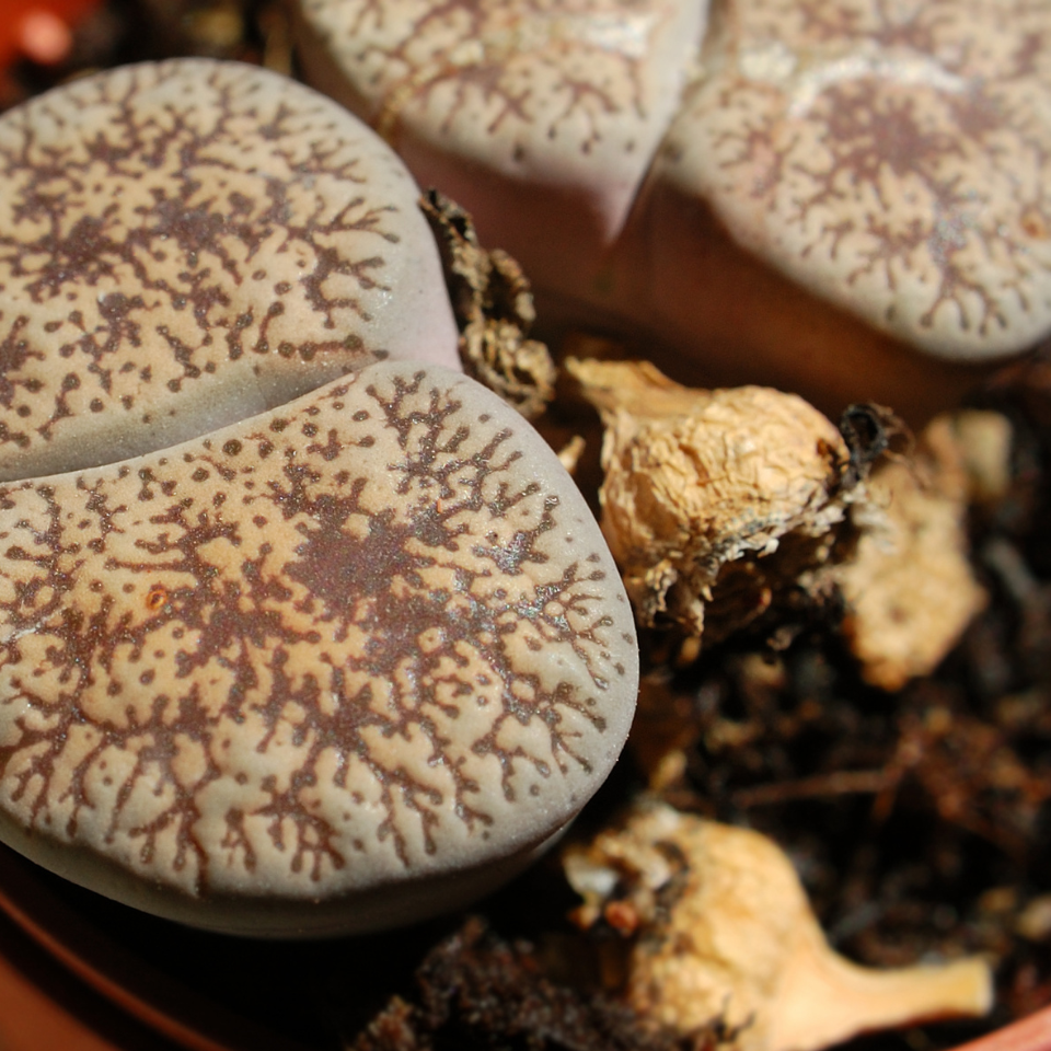 Lithops Karasmontana ssp.Eberlanzii seeds - 10