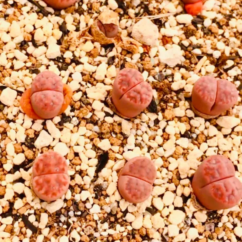 Lithops Karasmontana ssp.Eberlanzii seeds - 10