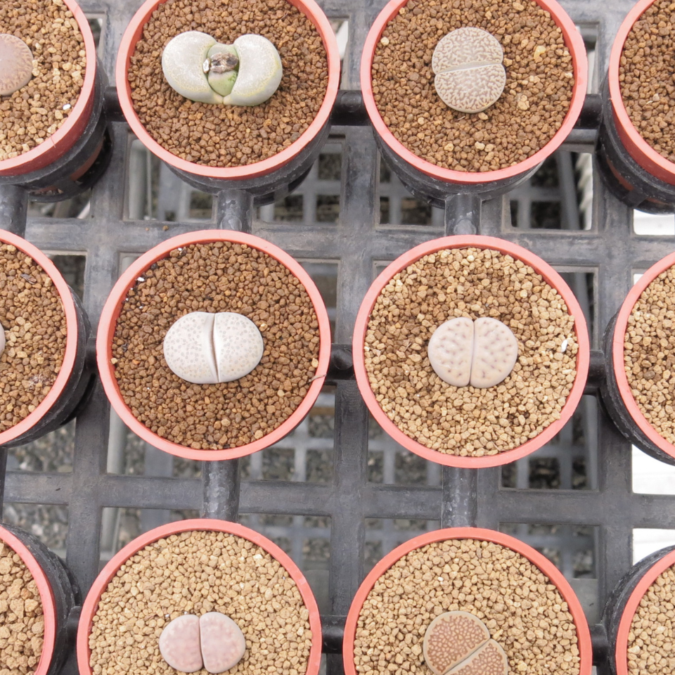Lithops Karasmontana ssp.Eberlanzii seeds - 10