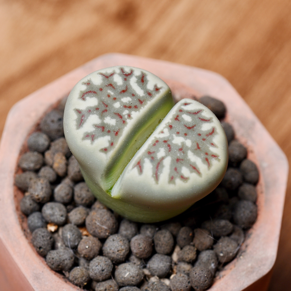 Lithops Karasmontana ssp.Eberlanzii seeds - 10