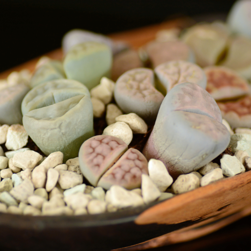 Lithops Karasmontana ssp.Eberlanzii seeds - 10
