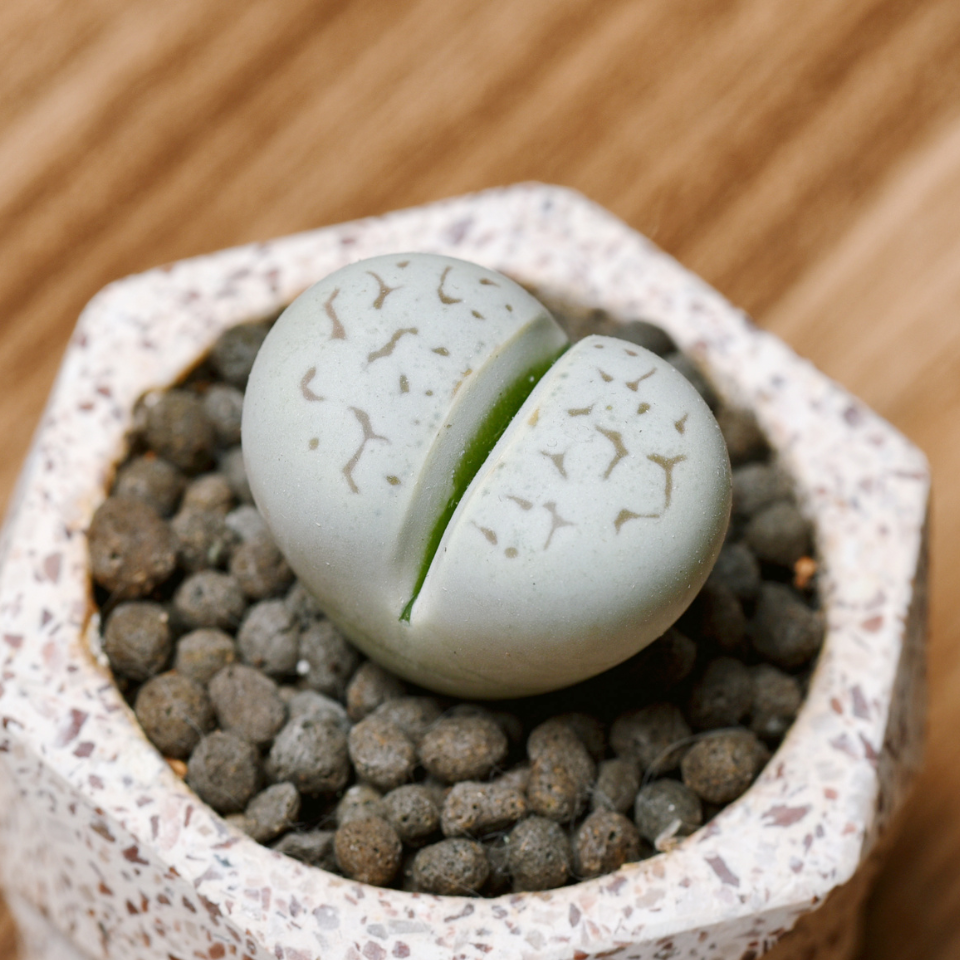 Lithops Karasmontana ssp.Eberlanzii seeds - 10