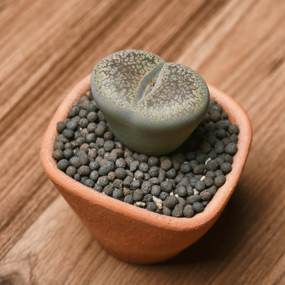 Lithops Karasmontana ssp.Eberlanzii seeds - 10
