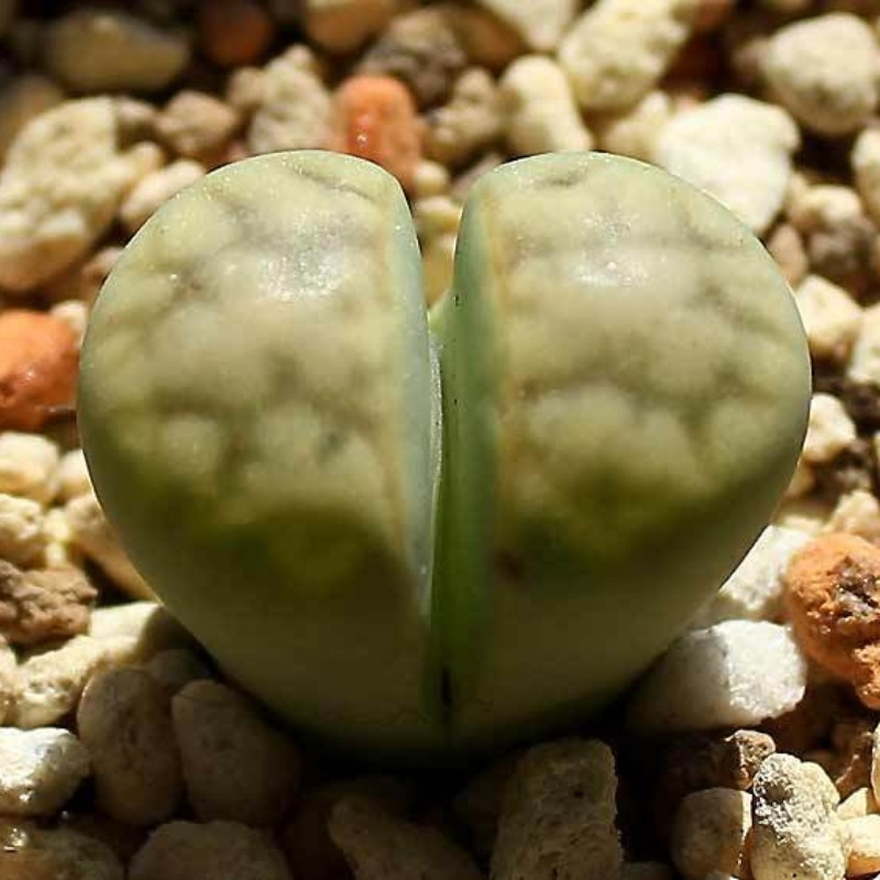Lithops Karasmontana ssp.Eberlanzii seeds - 10