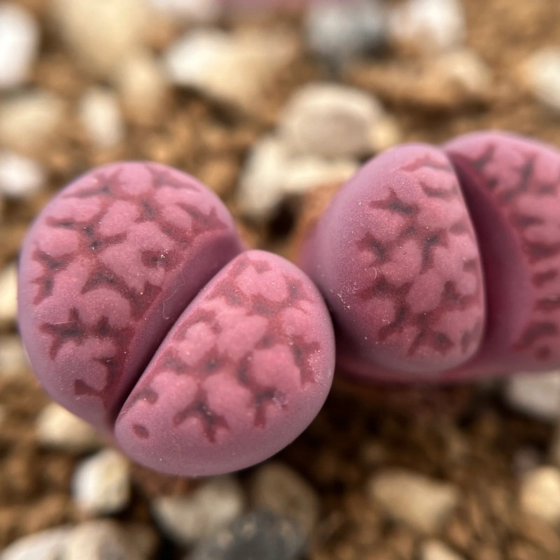 Lithops Karasmontana ssp.Eberlanzii seeds - 10