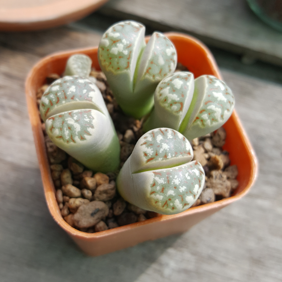 Lithops Karasmontana ssp.Eberlanzii seeds - 10
