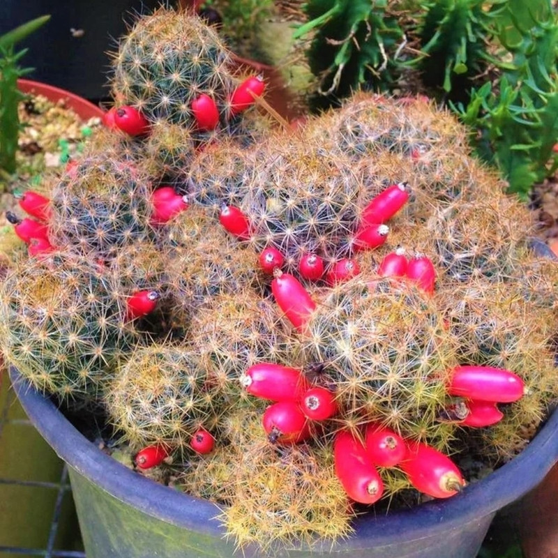 Mammillaria Prolifera seeds, Texas Nipple Cactus - 10