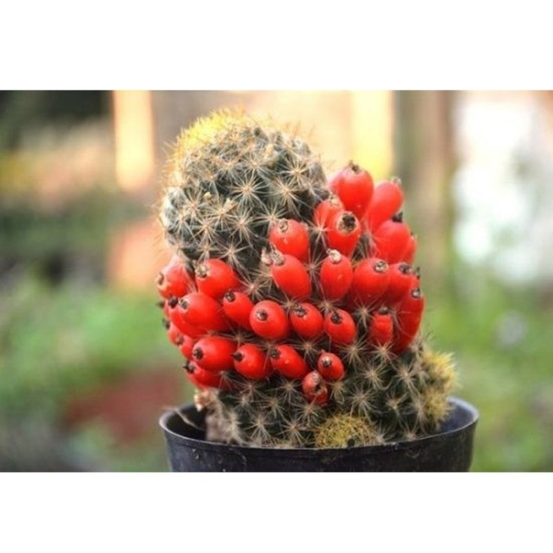 Mammillaria Prolifera seeds, Texas Nipple Cactus - 10