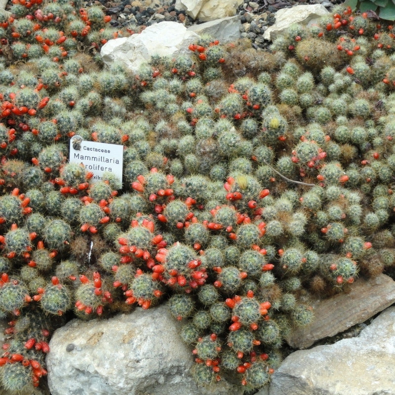 Mammillaria Prolifera seeds, Texas Nipple Cactus - 10