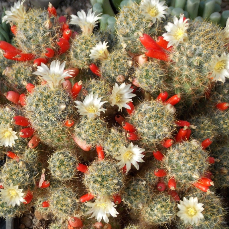Mammillaria Prolifera seeds, Texas Nipple Cactus - 10