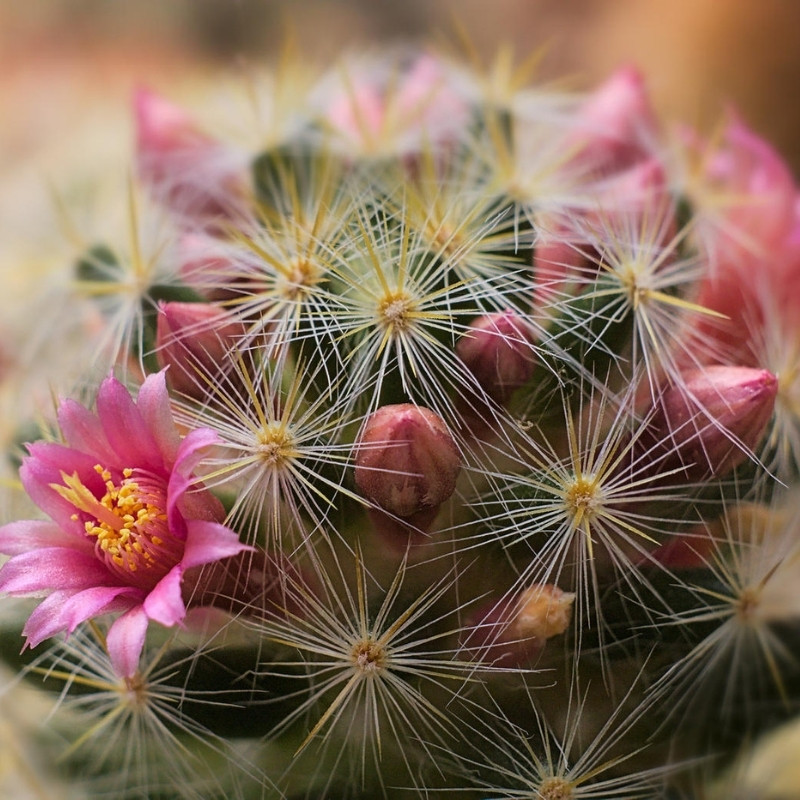 Mammillaria Prolifera seeds, Texas Nipple Cactus - 10
