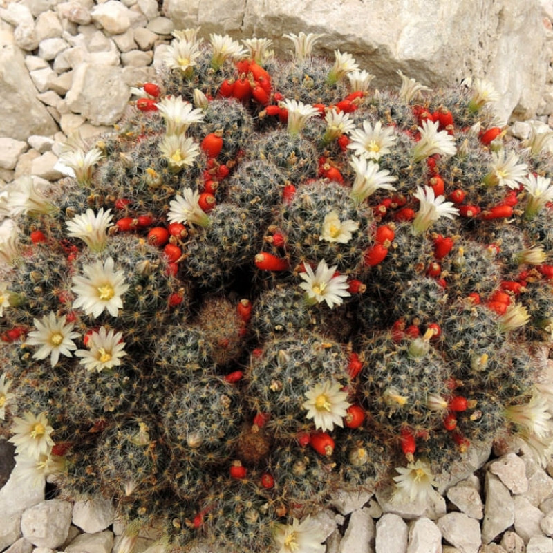 Mammillaria Prolifera seeds, Texas Nipple Cactus - 10
