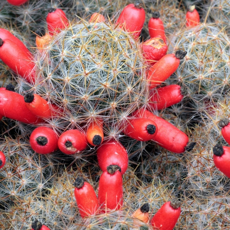 Mammillaria Prolifera seeds, Texas Nipple Cactus - 10