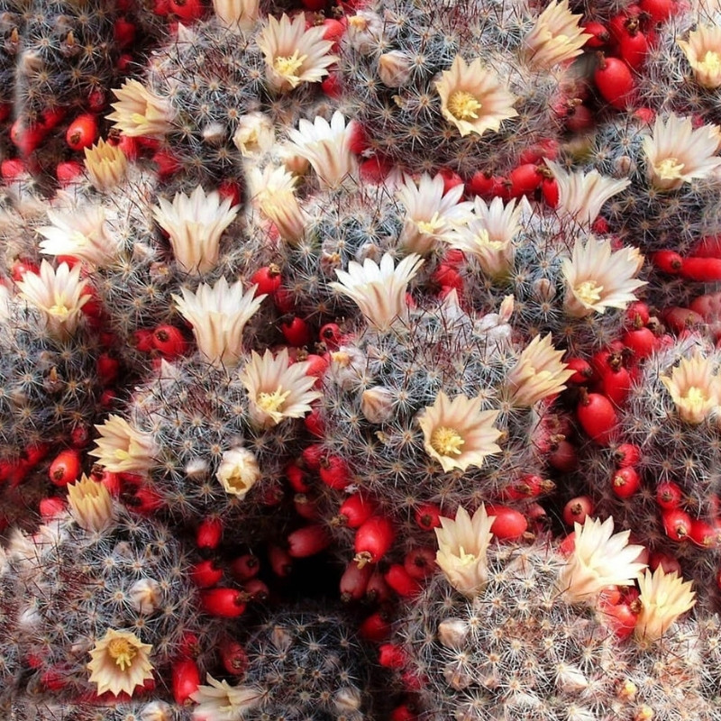 Mammillaria Prolifera seeds, Texas Nipple Cactus - 10
