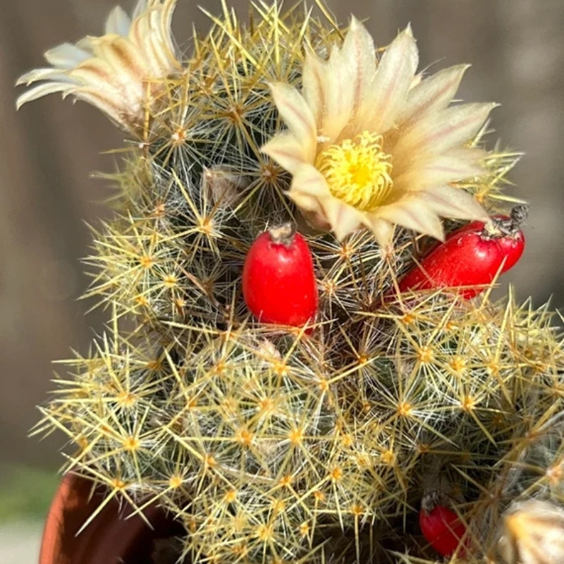 Mammillaria Prolifera seeds, Texas Nipple Cactus - 10