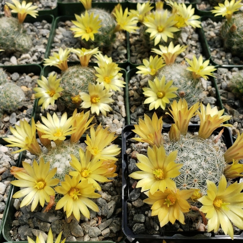 Mammillaria Prolifera seeds, Texas Nipple Cactus - 10