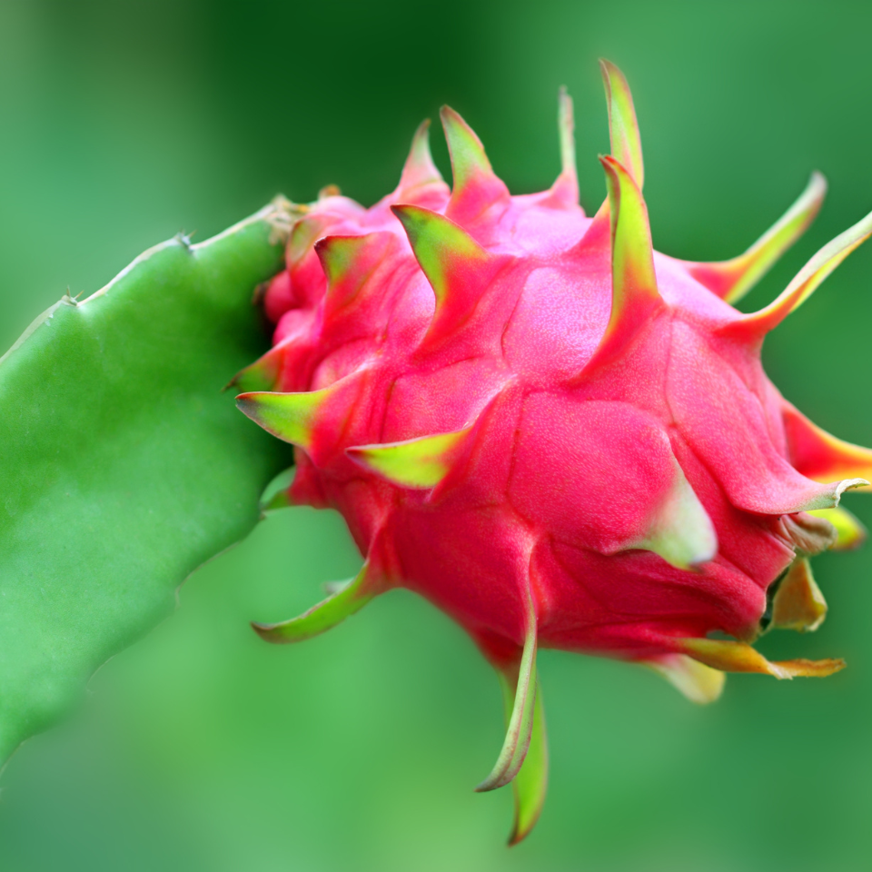 Dragon Fruit Red seeds - 30