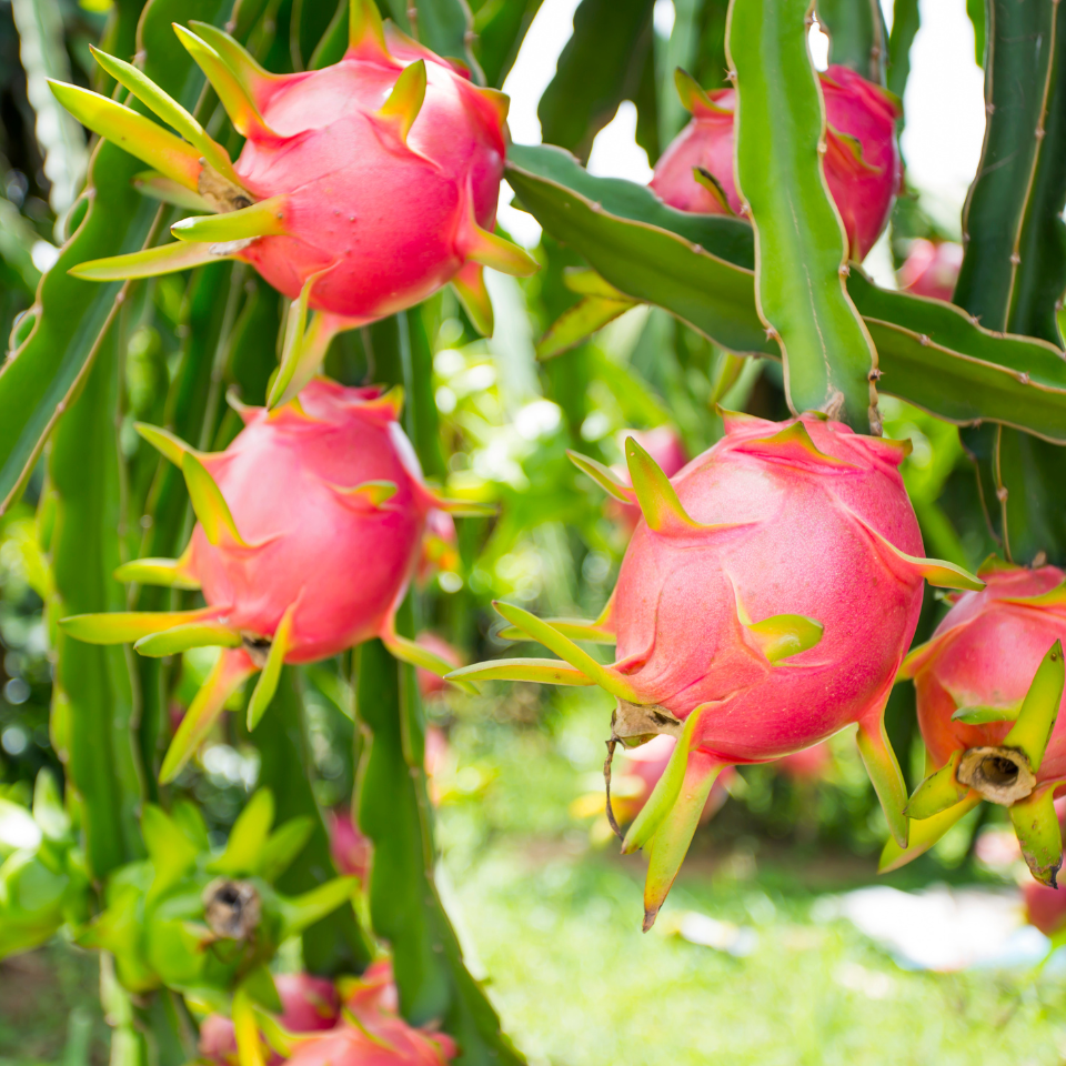 Dragon Fruit White seeds - 50