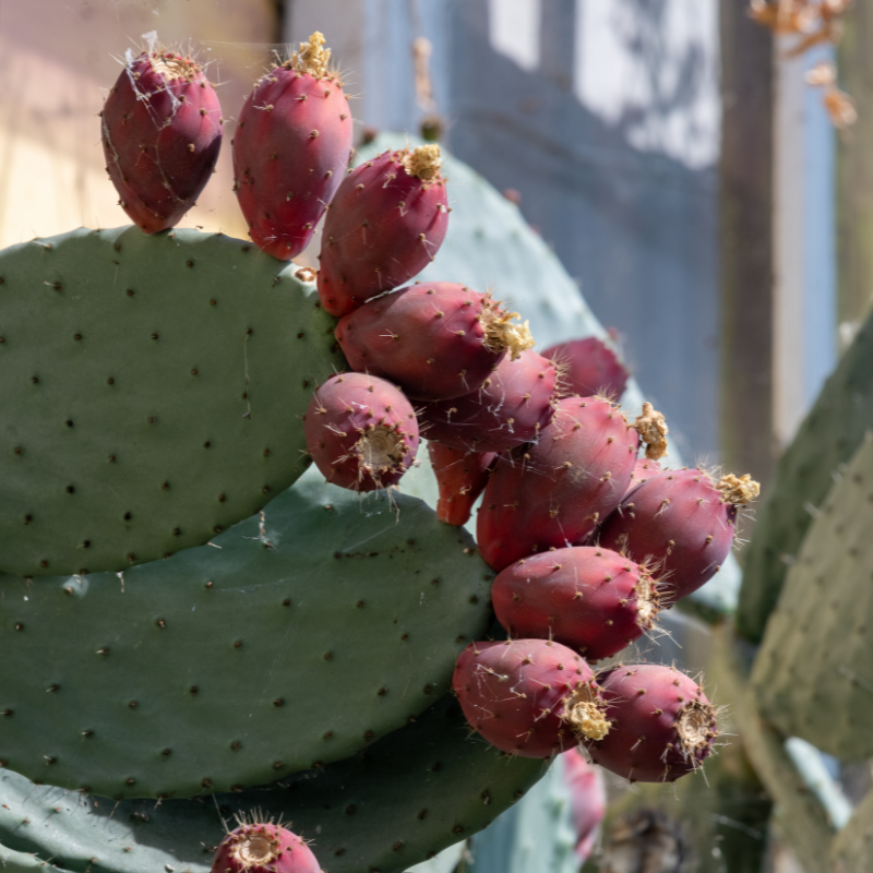 Prickly Pear Cactus, Opuntia seeds - 20
