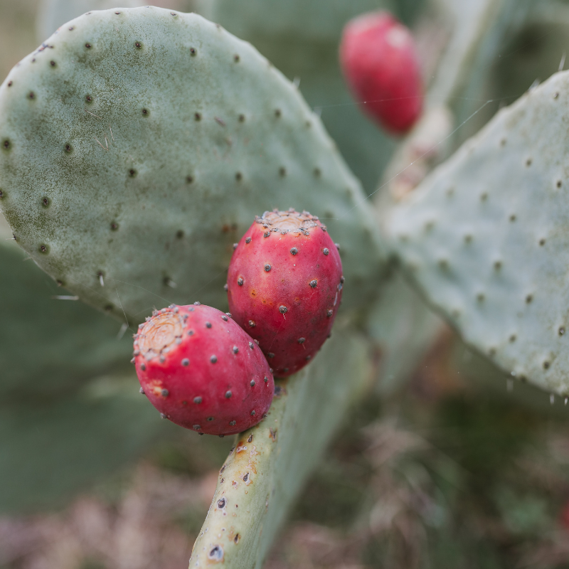 Prickly Pear Cactus, Opuntia seeds - 20