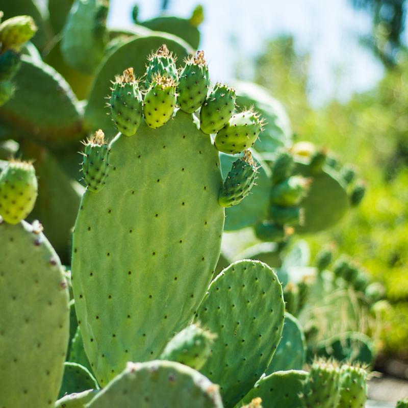Prickly Pear Cactus, Opuntia seeds - 20
