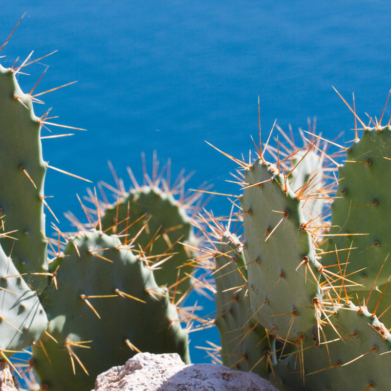 Prickly Pear Cactus, Opuntia seeds - 20