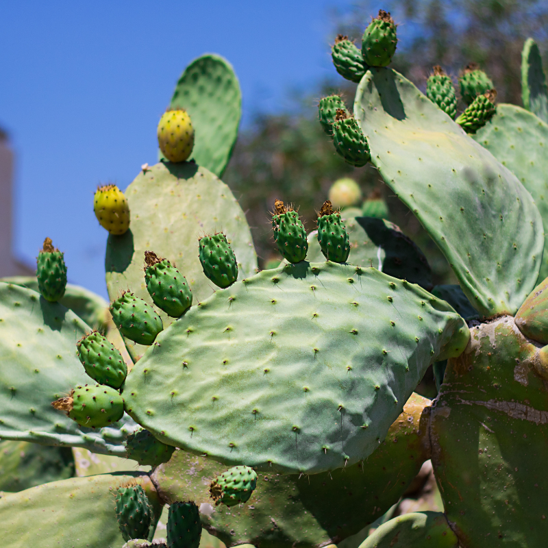 Prickly Pear Cactus, Opuntia seeds - 20
