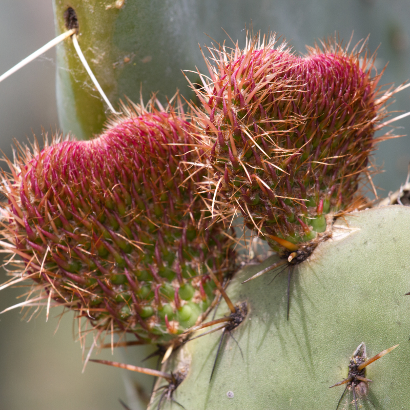Prickly Pear Cactus, Opuntia seeds - 20