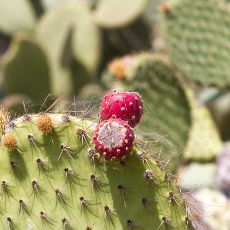 Prickly Pear Cactus, Opuntia seeds - 20