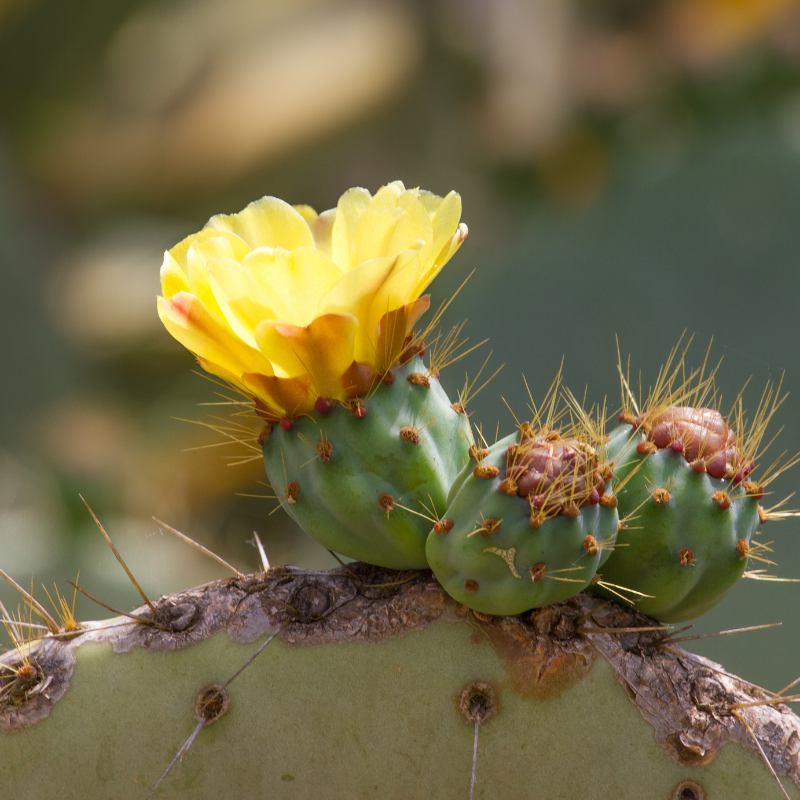 Prickly Pear Cactus, Opuntia seeds - 20