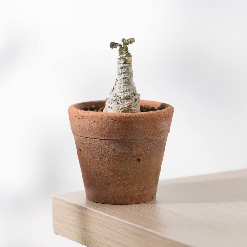 Dorstenia foetida, Grendelion seeds - 5