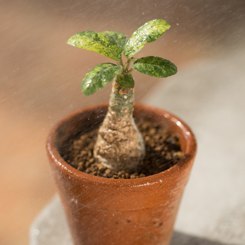 Dorstenia foetida, Grendelion seeds - 5