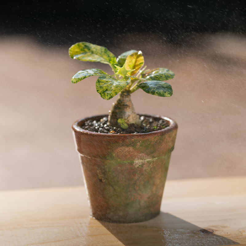 Dorstenia foetida, Grendelion seeds - 5