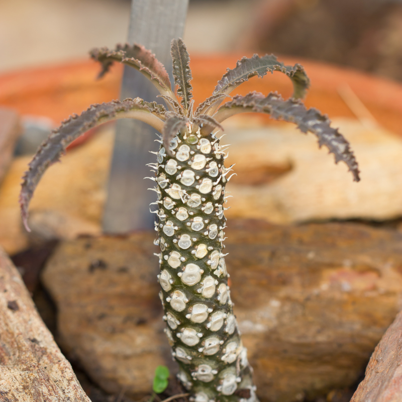Dorstenia foetida, Grendelion seeds - 5