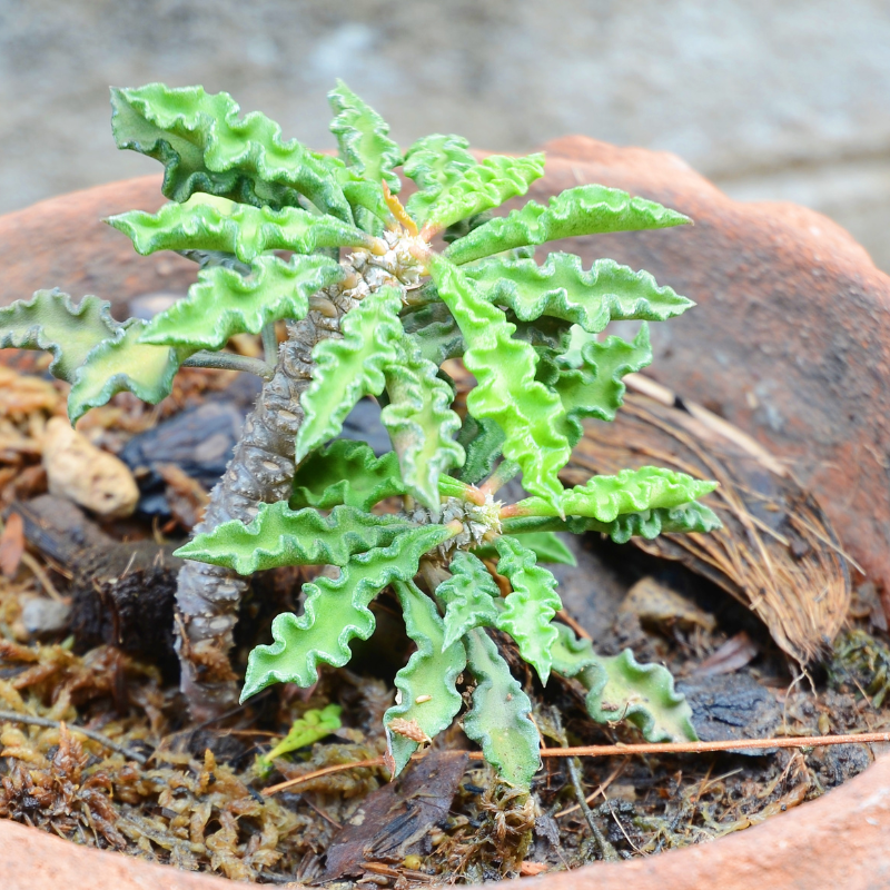 Dorstenia foetida, Grendelion seeds - 5