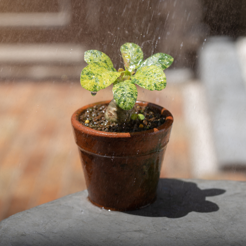 Dorstenia foetida, Grendelion seeds - 5