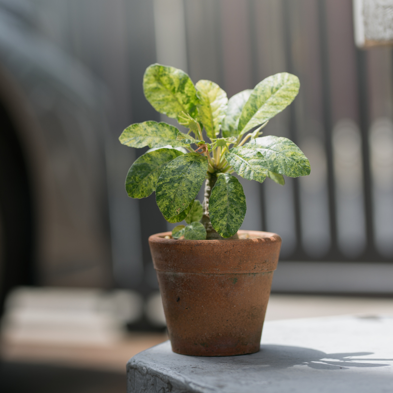 Dorstenia foetida, Grendelion seeds - 5