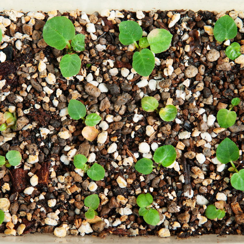 Dorstenia foetida, Grendelion seeds - 5