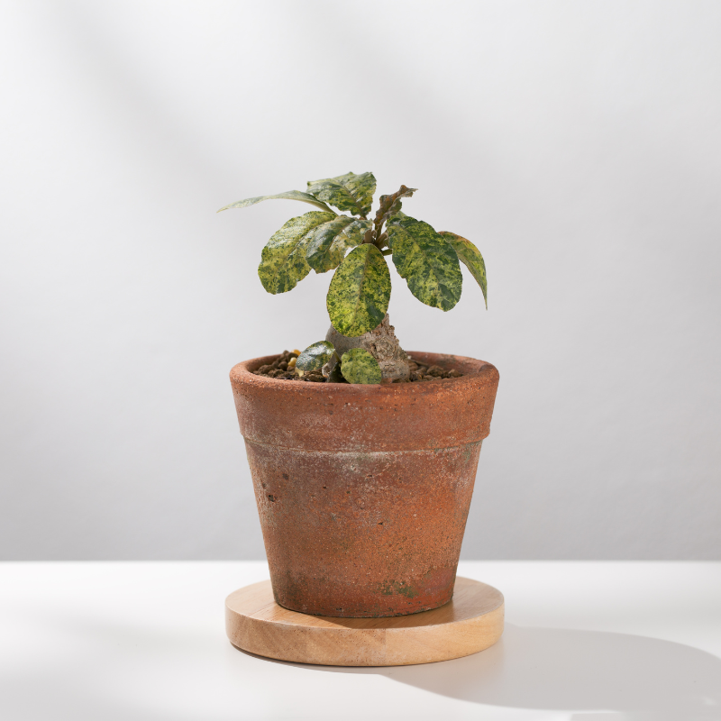 Dorstenia foetida, Grendelion seeds - 5