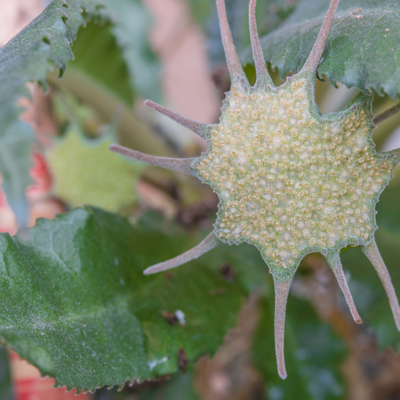 Dorstenia foetida, Grendelion seeds - 5