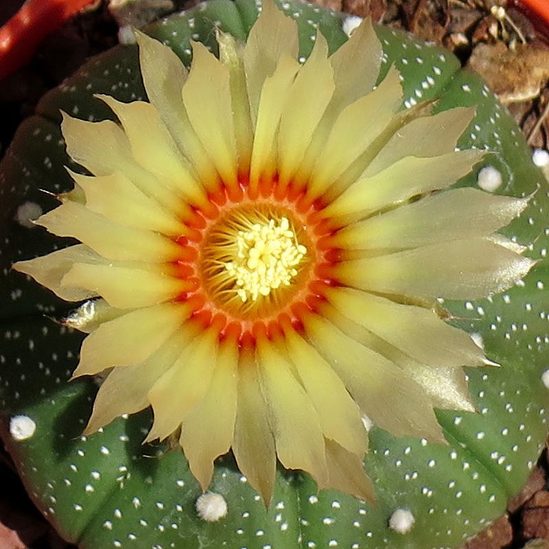 Cactus Astrophytum Mix seeds - 10