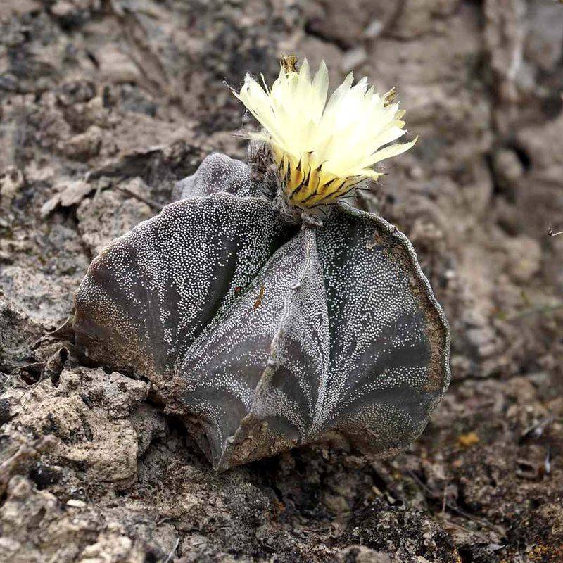 Cactus Astrophytum Mix seeds - 10
