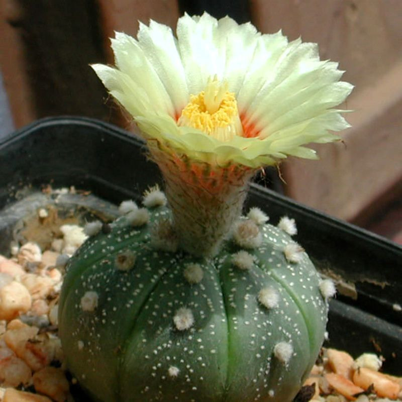 Cactus Astrophytum Mix seeds - 10