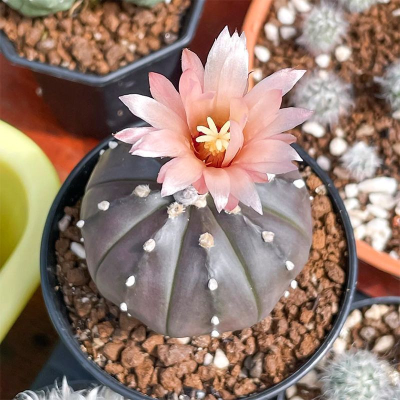 Cactus Astrophytum Mix seeds - 10