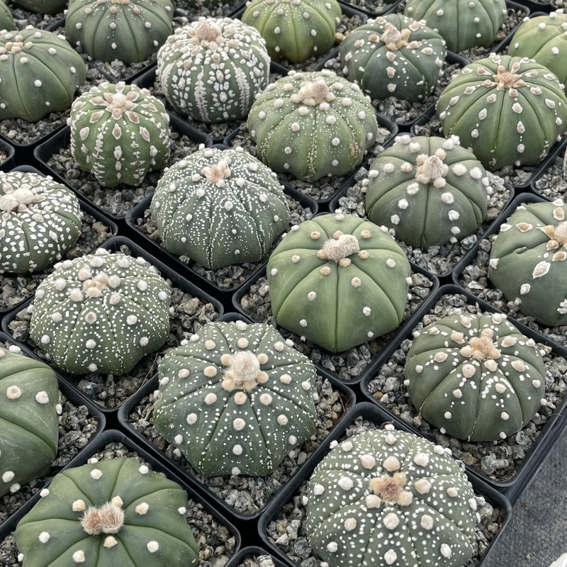 Cactus Astrophytum Mix seeds - 10