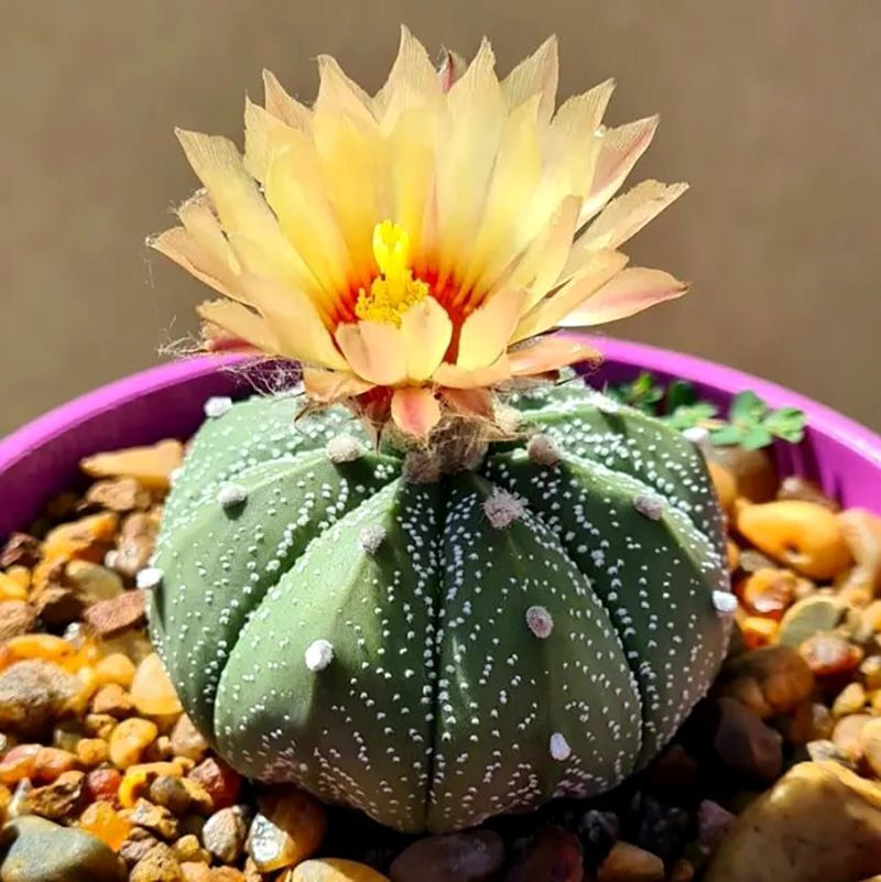 Cactus Astrophytum Mix seeds - 10