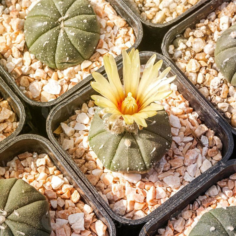 Cactus Astrophytum Mix seeds - 10